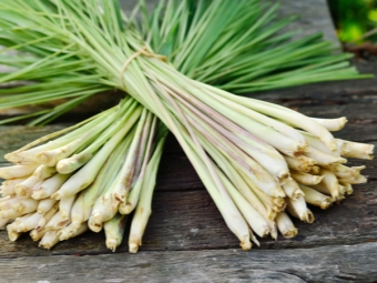  Lemongrass