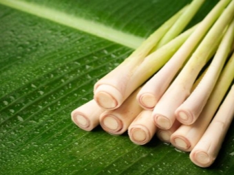  Lemongrass