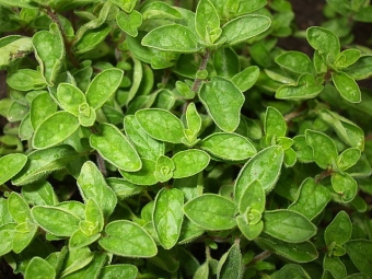  Semak belukar Oregano