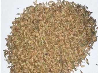  Blue fenugreek seeds