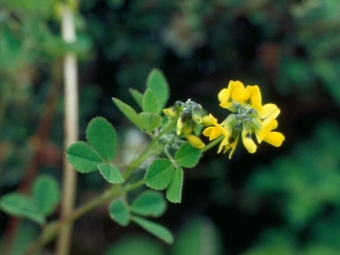  Fenugreek Emond