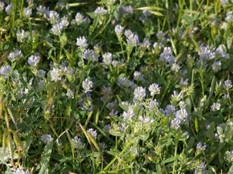  Fenugreek kék