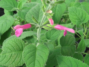  Sage fruit