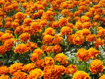  French marigolds