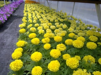  African marigolds