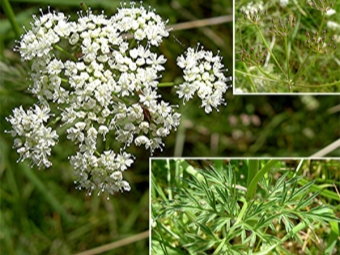  Caraway Stem, Bunga dan Benih