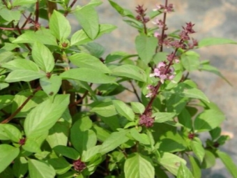  Basil flowers