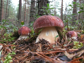  White mushroom