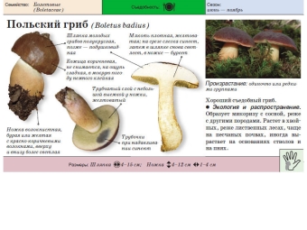  Polish boletus