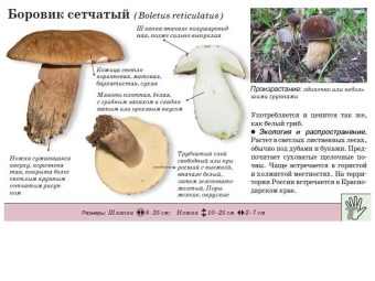  Mesh boletus