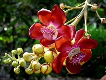  Flowers of brazilian walnut tree