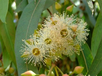  White eucalyptus flowers