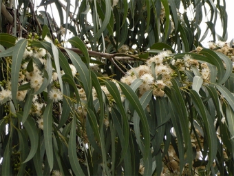  Eucalyptus leaves