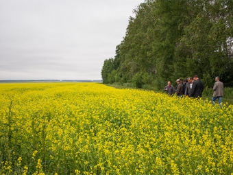  Industrial mustard cultivation