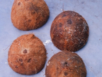  Drying coconut shells