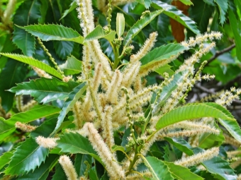  Edible chestnut bloom