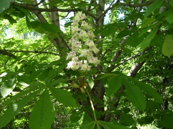  Horse chestnut bloom