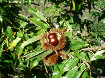  Chestnut leaves