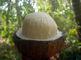  Coconut in the open