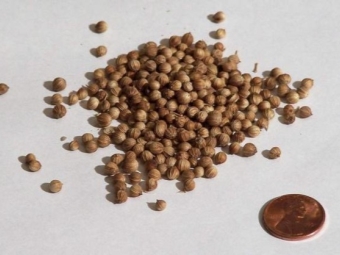  Coriander seeds