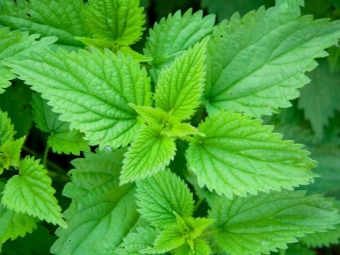  Nettle menyengat