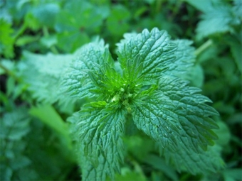  Nettle menyengat