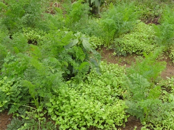  Watercress in the garden