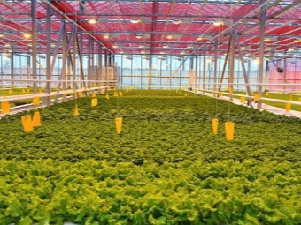  Watercress in greenhouses