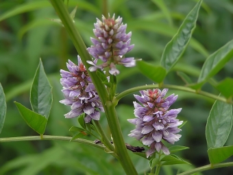  Licorice Flowers