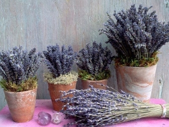  Lavender in a pot