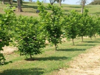  Planting seedlings bear nut