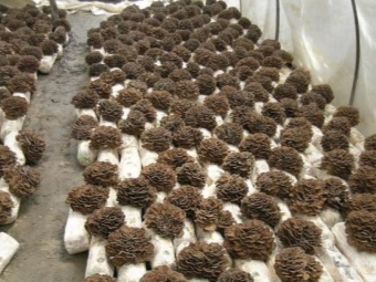  Maitake grown for commercial purposes