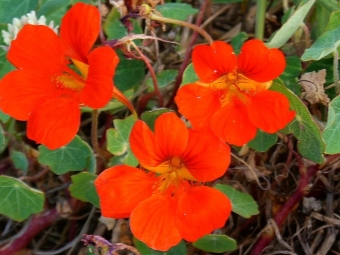  Big nasturtium