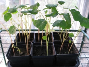  Nasturtium seedlings