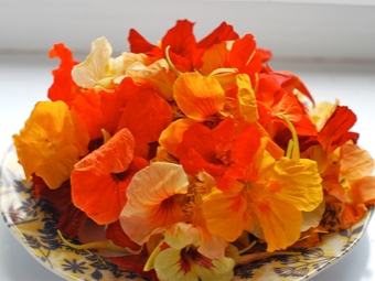  Nasturtium flowers