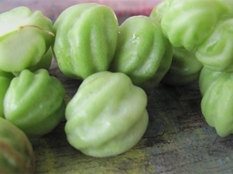  Nasturtium Seed Bolls