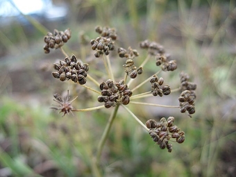  Parsley seeds