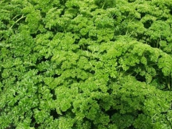  Parsley leaf curly