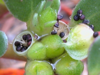  Portulaca fruits