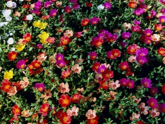  Portulaca flowers