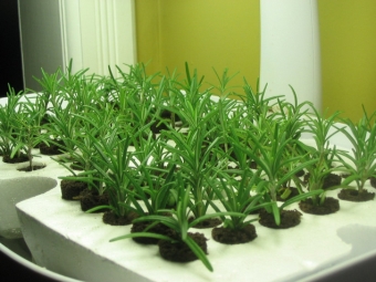  Rosemary seedlings