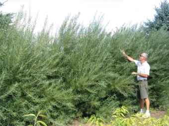  3 year rosemary bushes