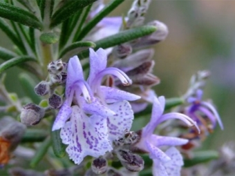  Rosemary flower