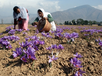  Picking saffron