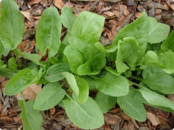  Growing sorrel