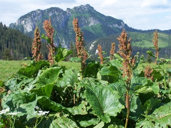  Alpine sorrel