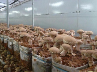  Shiitake bag grown