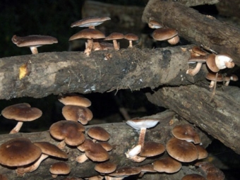  Shiitake naplókon tenyésztett