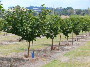  Planting hazelnuts