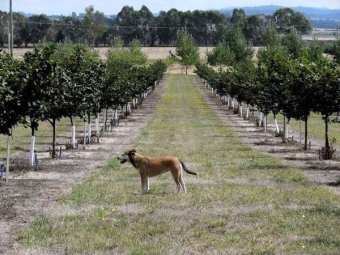  Planting hazelnuts